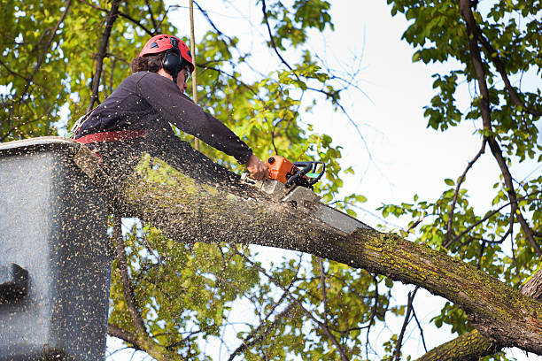 Reliable Irondale, GA Tree Services Solutions